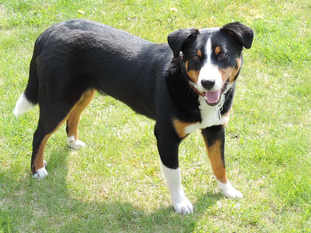 สุนัขสายพันธุ์ อัฟเฟนเซลล์ เมาน์เทน ด็อก (Appensell Mountain Dog)