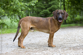สุนัขสายพันธุ์ แฮนโนเวอเรียน เมาน์เทน ฮาวนด์ (Hanoverian Mountain Hound)