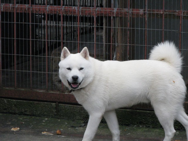 สุนัขสายพันธุ์ ไอนู (Ainu)