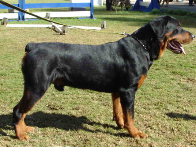 สุนัขสายพันธุ์ รอตต์ไวเลอร์ (Rottweiler)