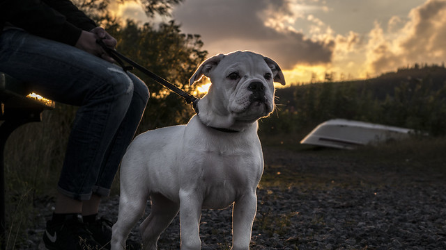 สุนัขสายพันธุ์ โอลดี อิงลิช บูลด็อกกี (Olde English Bulldogge)