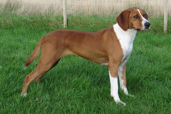 สุนัขสายพันธุ์ ไฮเจนฮาวนด์ (Hygen Hound)