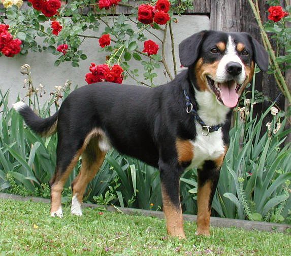 สุนัขสายพันธุ์ เอนเทลบุค เมาน์เทน ด็อก (Entelbuch Mountain Dog)