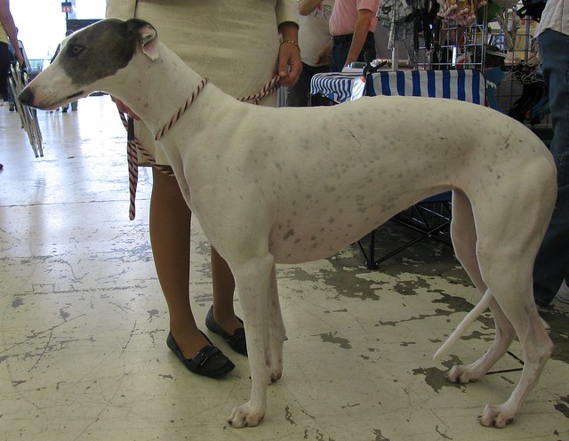 สุนัขสายพันธุ์ ฮังกาเรียน เกรย์ฮาวนด์ (Hungarian Greyhound)