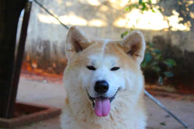สุนัขสายพันธุ์ อากิตะ (Akita)