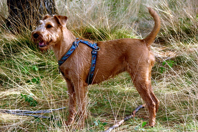 สุนัขสายพันธุ์ ไอริช เทอร์เรียร์ (Irish Terrier)