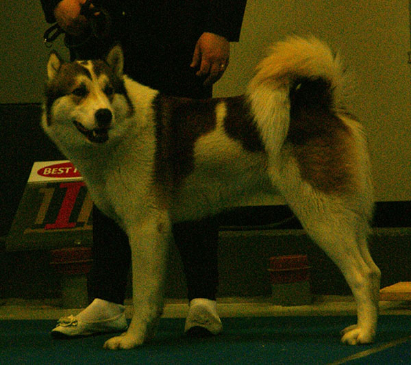 สุนัขสายพันธุ์ อิสต์ ไซบีเรียน ไลกา (East Siberian Laika)