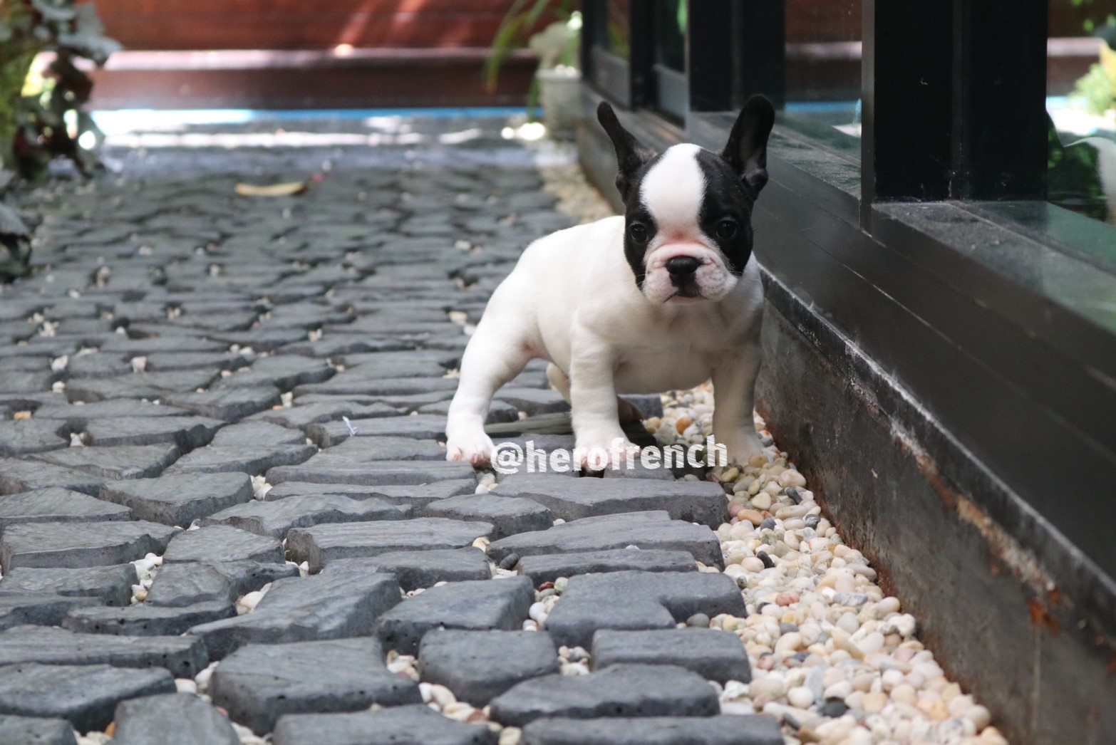 ขายเฟรน บลูด๊อก น่ารักมากๆ