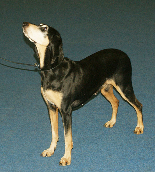 สุนัขสายพันธุ์ อิตาเลียน ฮาวนด์ (Italian Hound)
