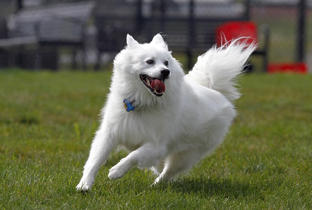 สุนัขสายพันธุ์ เอสกิโม ด็อก (Eskimo Dog)