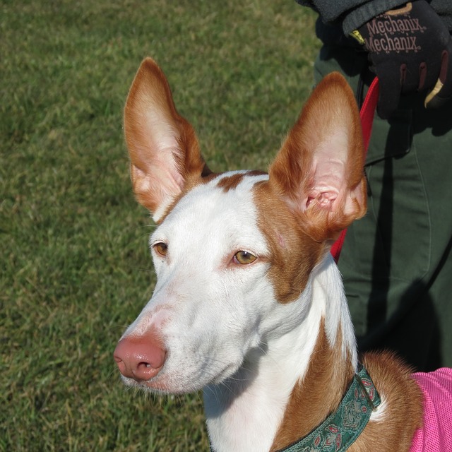 สุนัขสายพันธุ์ อิบิซาน ฮาวนด์ (Ibizan Hound)