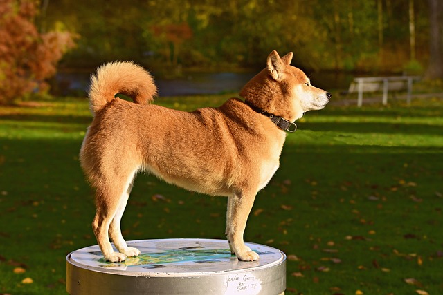 สุนัขสายพันธุ์ ชิบะอินุ (Shiba Inu)