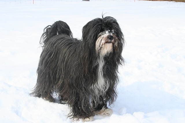 สุนัขสายพันธุ์ ทิเบตัน เทอร์เรียร์ (Tibetan Terrier)