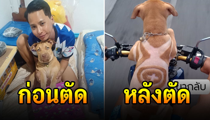 หมอกลัวว่าถ้าตัดขนแล้วจะไม่เข้ากับสายพันธุ์ แต่พอตัดเสร็จแทบมองกันทั้งหมู่บ้าน