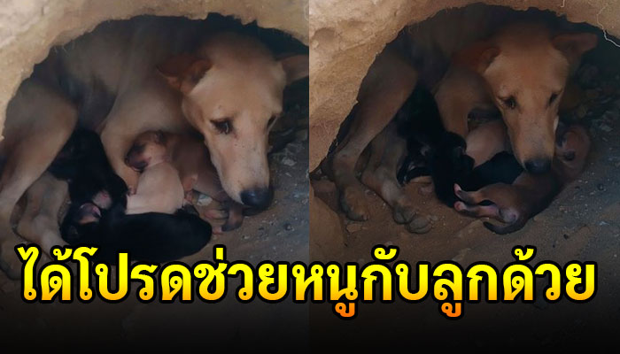หมาแม่ลูกอ่อนมาคลอดในโครงการหมู่บ้าน แต่มีคำสั่งให้เอาออก ลูกก็ยังไม่ลืมตา