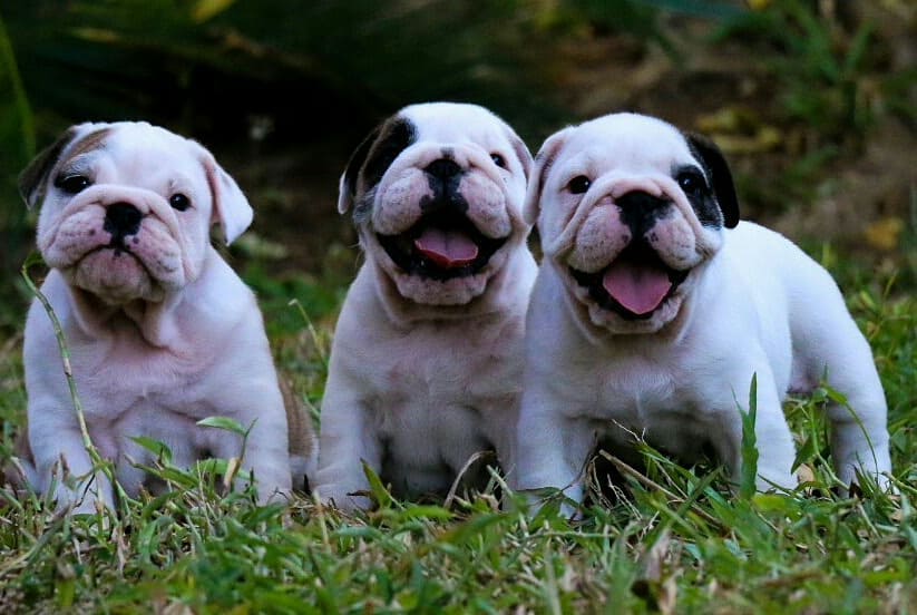 3 สาว 2 หนุ่ม เพ็ดดีกรีเต็มใบ อายุ 38วัน (ขายแล้ว3สาว)