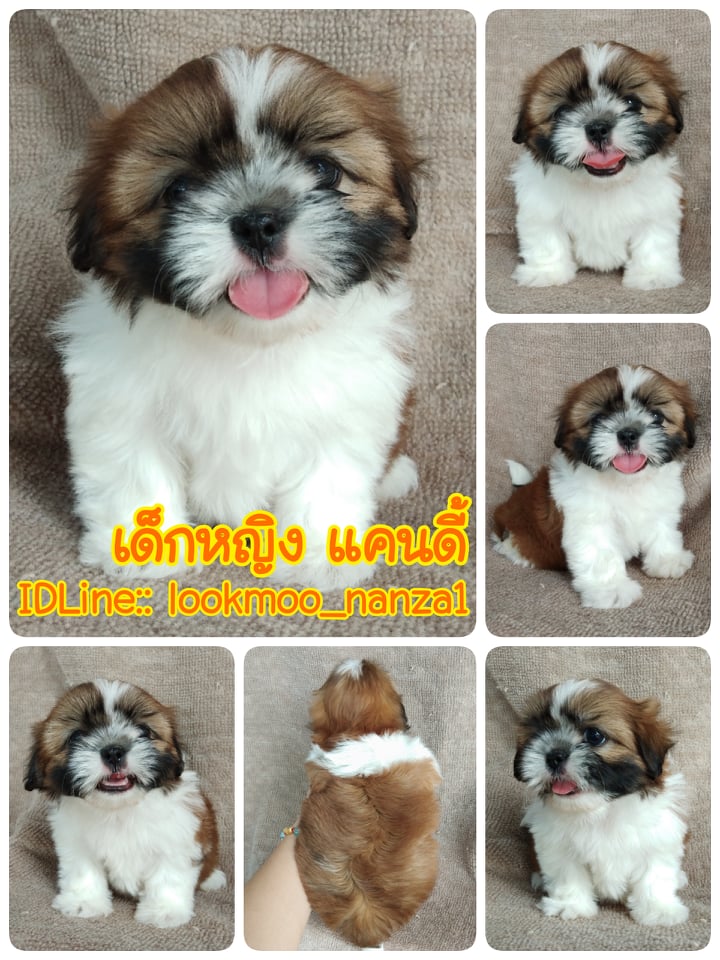ชิสุทอยแท้!!!! 3สี เกรดสวย