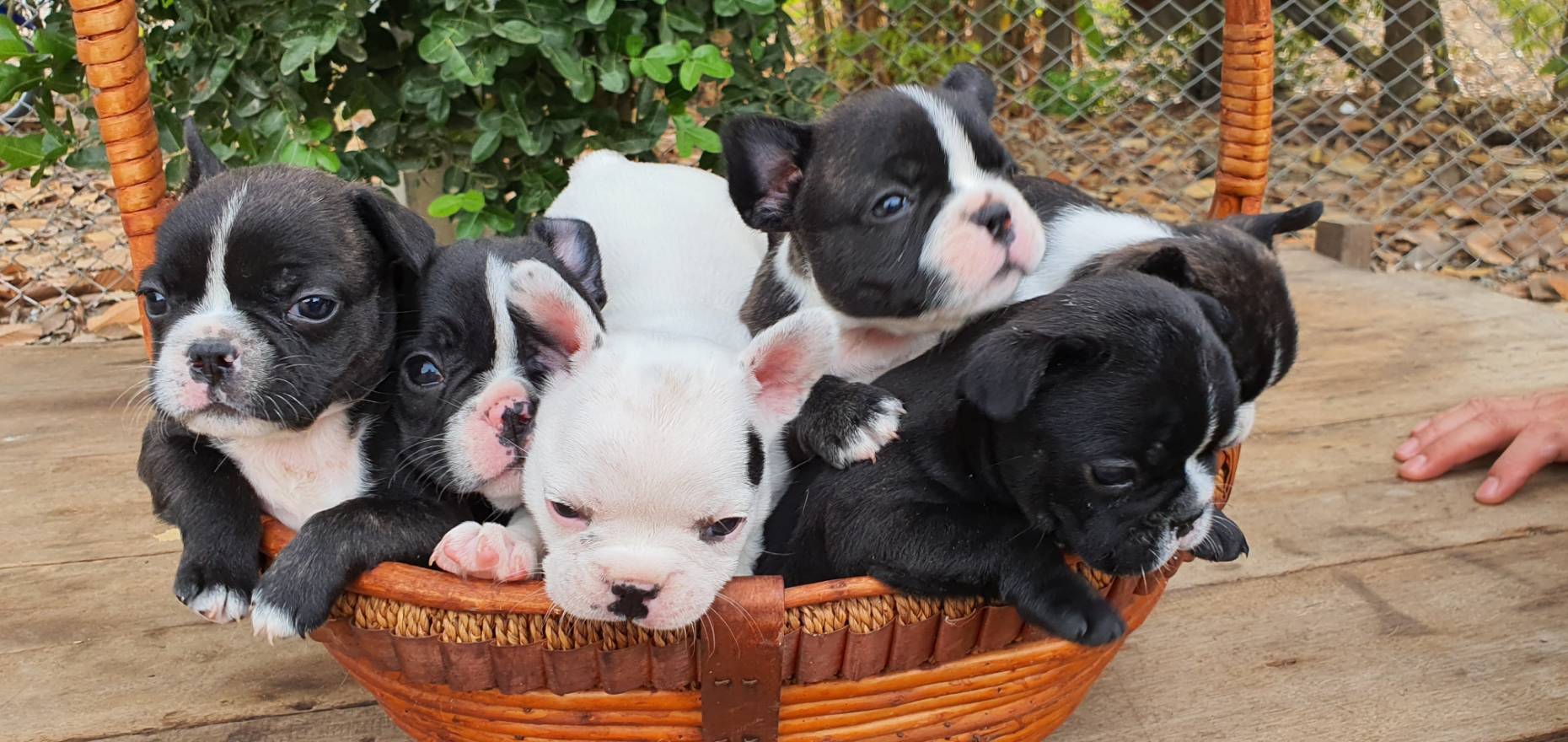 ขายลูกสุนัข พันธุ์ French Bulldog