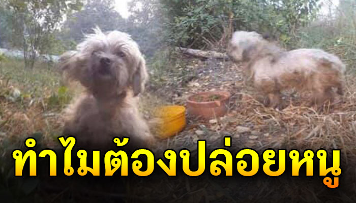 เจ้าตูบถูกปล่อยไว้กลางป่าหากินเองไม่ได้ ตัวก็เล็กต้องเผชิญโลกกว้าง