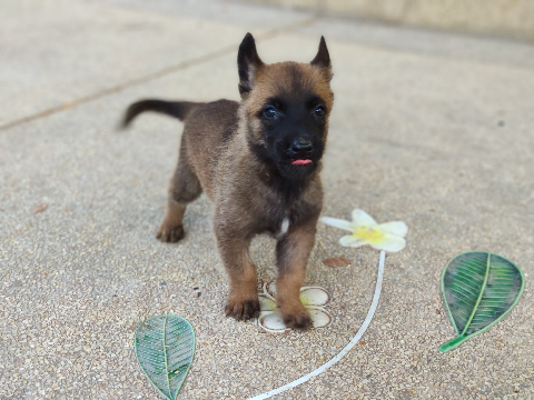 เบลเยี่ยม มาลินอยส์ Belgian Malinois 0935069393