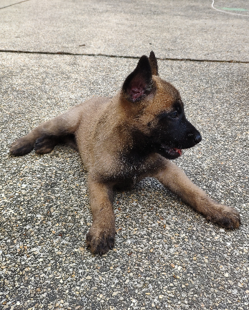 เบลเยี่ยม มาลินอยส์ Belgian Malinois 0935069393