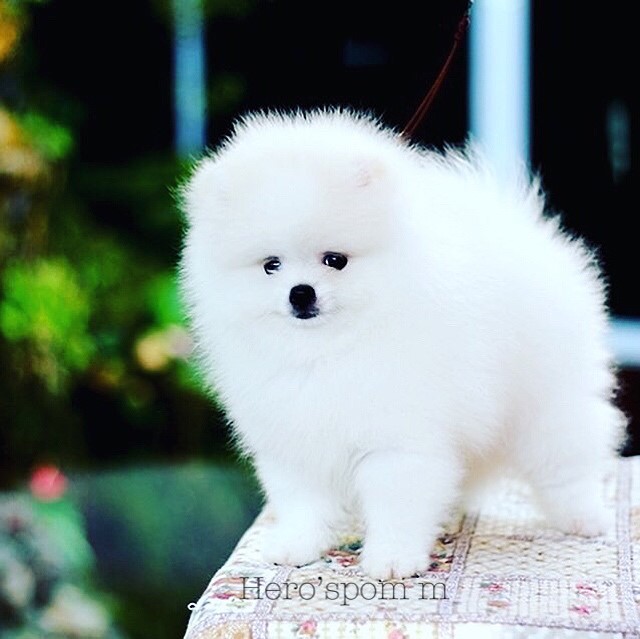ขายปอมหน้าหมี  เพศผู้สีครีม