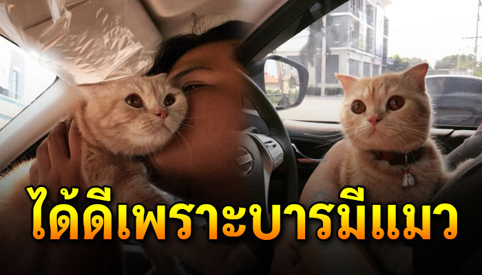 ชีวิตดีขึ้นเพราะมีแมว จากคนนอนพัดลมพอมีแมวได้นอนแอร์เย็นๆแถมมีรถให้ขับก็เพราะแมว