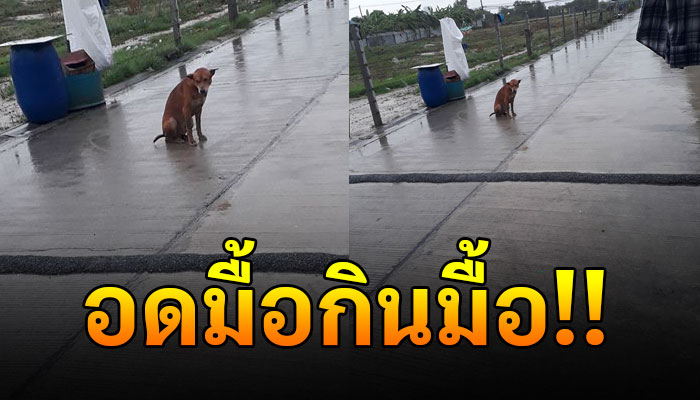 ตูบว่ายน้ำข้ามคลอง วิ่งฝ่าฝูงหมาเจ้าถิ่นถ้าฝนตกก็จะนั่งรอเพื่ออาหารหนึ่งมื้อ