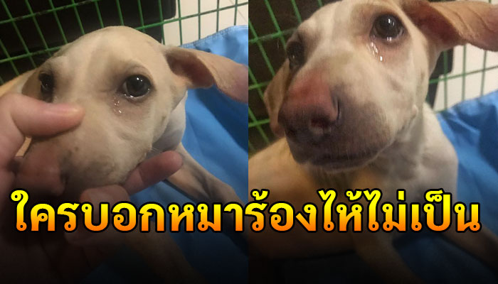 เล่นใหญ่รัชดาลัยหลังโดนแม่บ่น ร้องไห้น้ำตาไหลเรียกความเห็นใจจากแม่