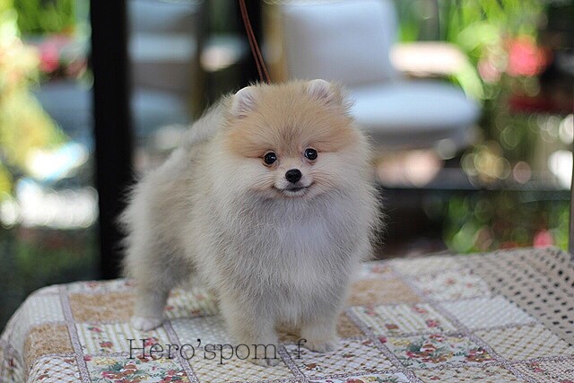 ขายปอมหน้าหมี