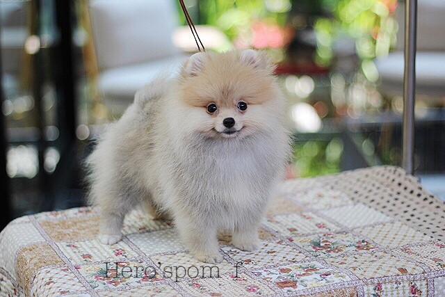 ขายปอมหน้าหมี