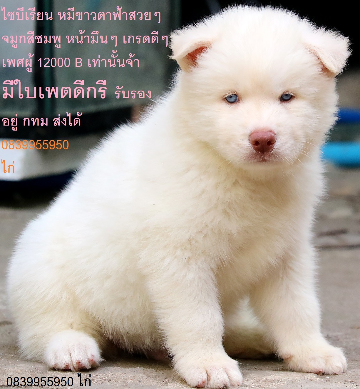 ขาย ไซบีเรียน ฮัสกี้,  กทม  มารับเองลดได้ครับ มีใบเพตดีกีรับลอง ขาย หมาไซบีเรียน