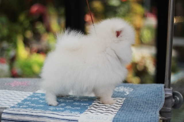 ขายปอมหน้าหมี