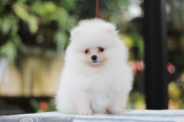 ขายปอมหน้าหมี