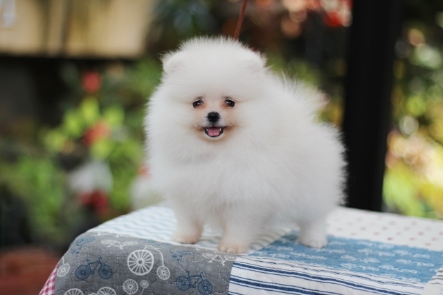 ขายปอมหน้าหมี