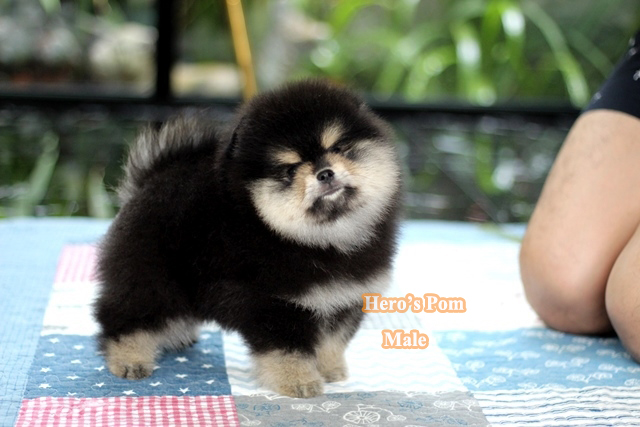 ขายปอมหน้าหมี หล่อสุดๆๆ