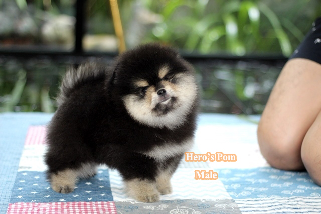 ขายปอมหน้าหมี หล่อสุดๆๆ