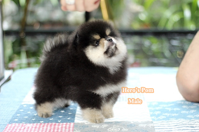 ขายปอมหน้าหมี หล่อสุดๆๆ