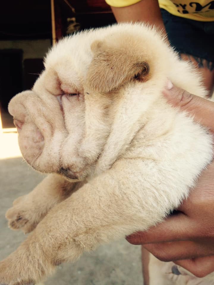 ขายลูกชาเป่ย อายุ 2 เดือน 12,000 ส่งฟรี