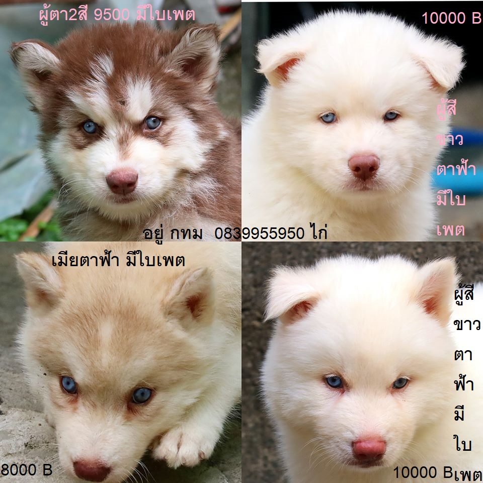 ขาย ไซบีเรียน ฮัสกี้,  กทม  มารับเองลดได้ครับ มีใบเพตดีกีรับลอง