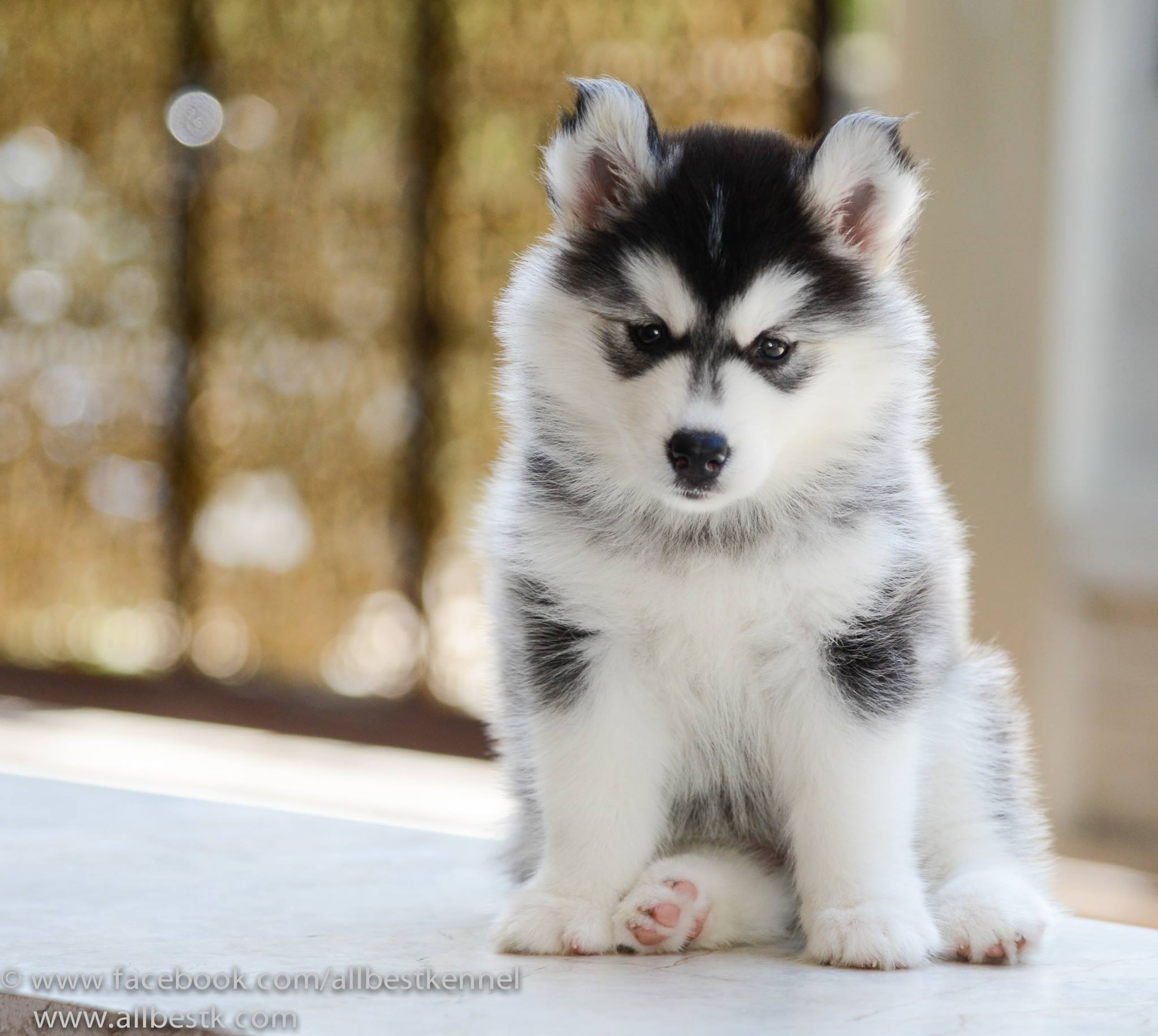 -ฟาร์มขายไซบีเรียนเกรดคุณภาพ ที่ใหญ่ที่สุดในประเทศไทย ต้องที่allbest kennel เท่