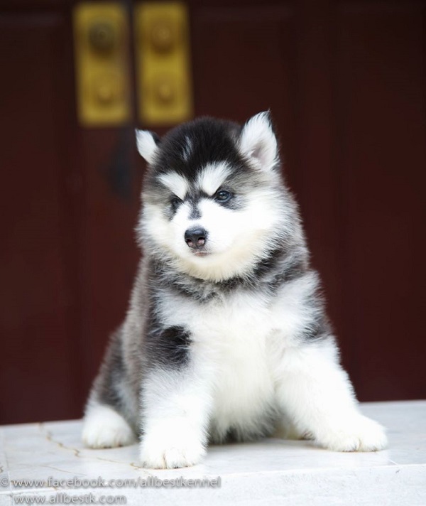 -ฟาร์มขายไซบีเรียนเกรดคุณภาพ ที่ใหญ่ที่สุดในประเทศไทย ต้องที่allbest kennel เท่