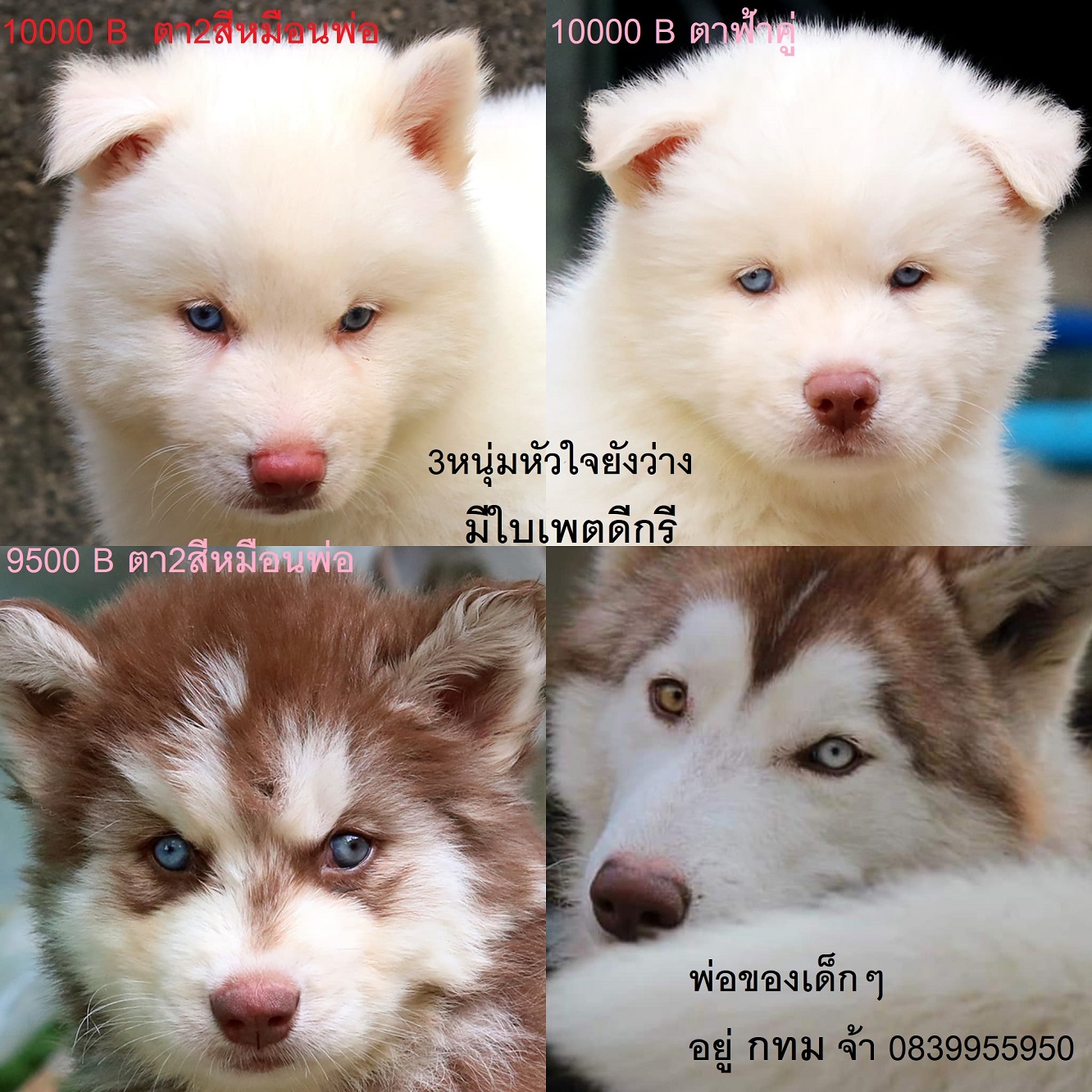 ขาย ไซบีเรียน ฮัสกี้,  กทม  มารับเองลดได้ครับ มีใบเพตดีกีรับลอง