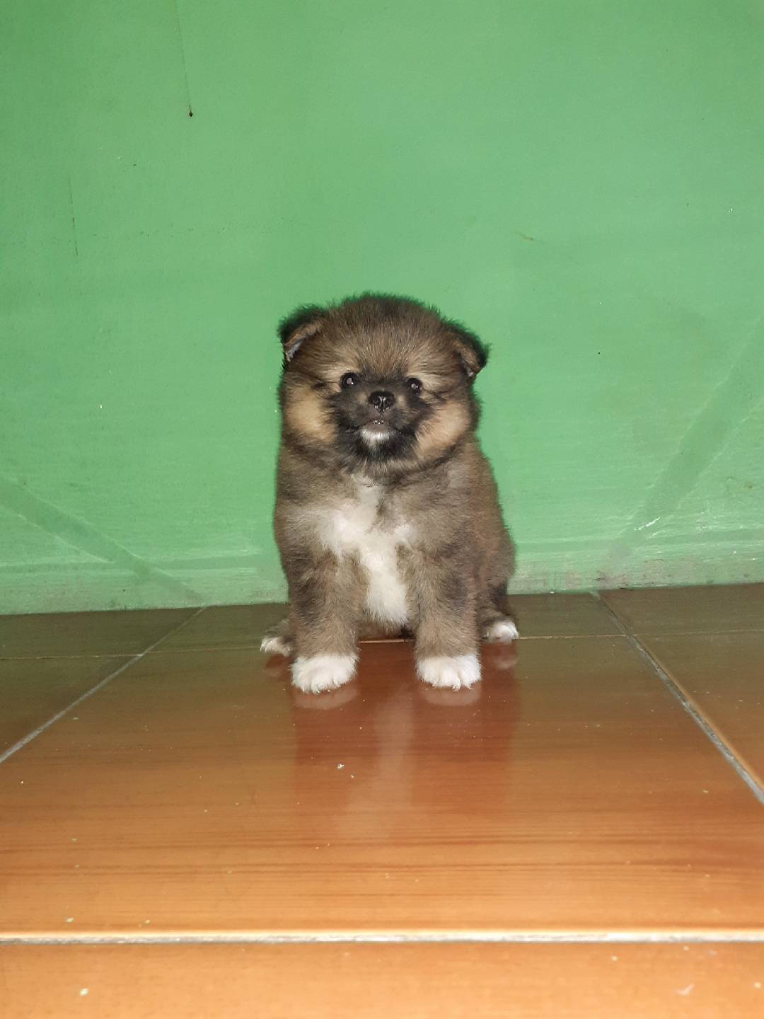 ปอม ปอม พันธุ์แท้ ผู้ 1เมีย1 สีส้ม วัคซีนแล้ว จ. สุพรรณบุรี