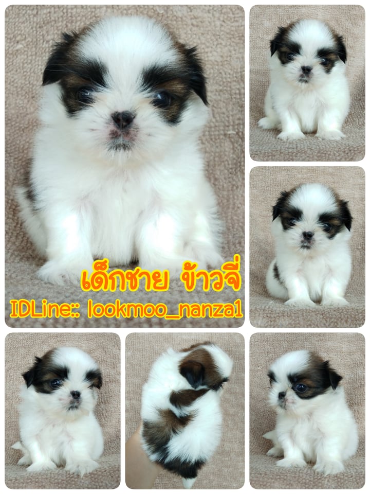 ชิสุทอยแท้!!!! 3สี ไซส์จิ๋ว