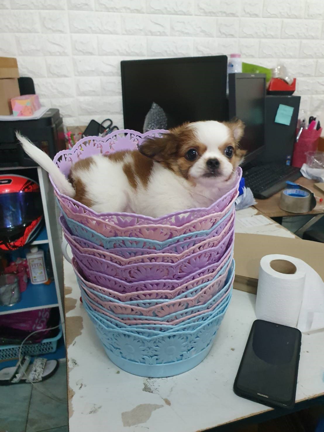 น้องคอตต้า พร้อมย้ายบ้านนะคะ เพศ ญ ค่ะ ขี้อ้อน ขี้เล่น ฉลาดมว๊ากกค่ะ