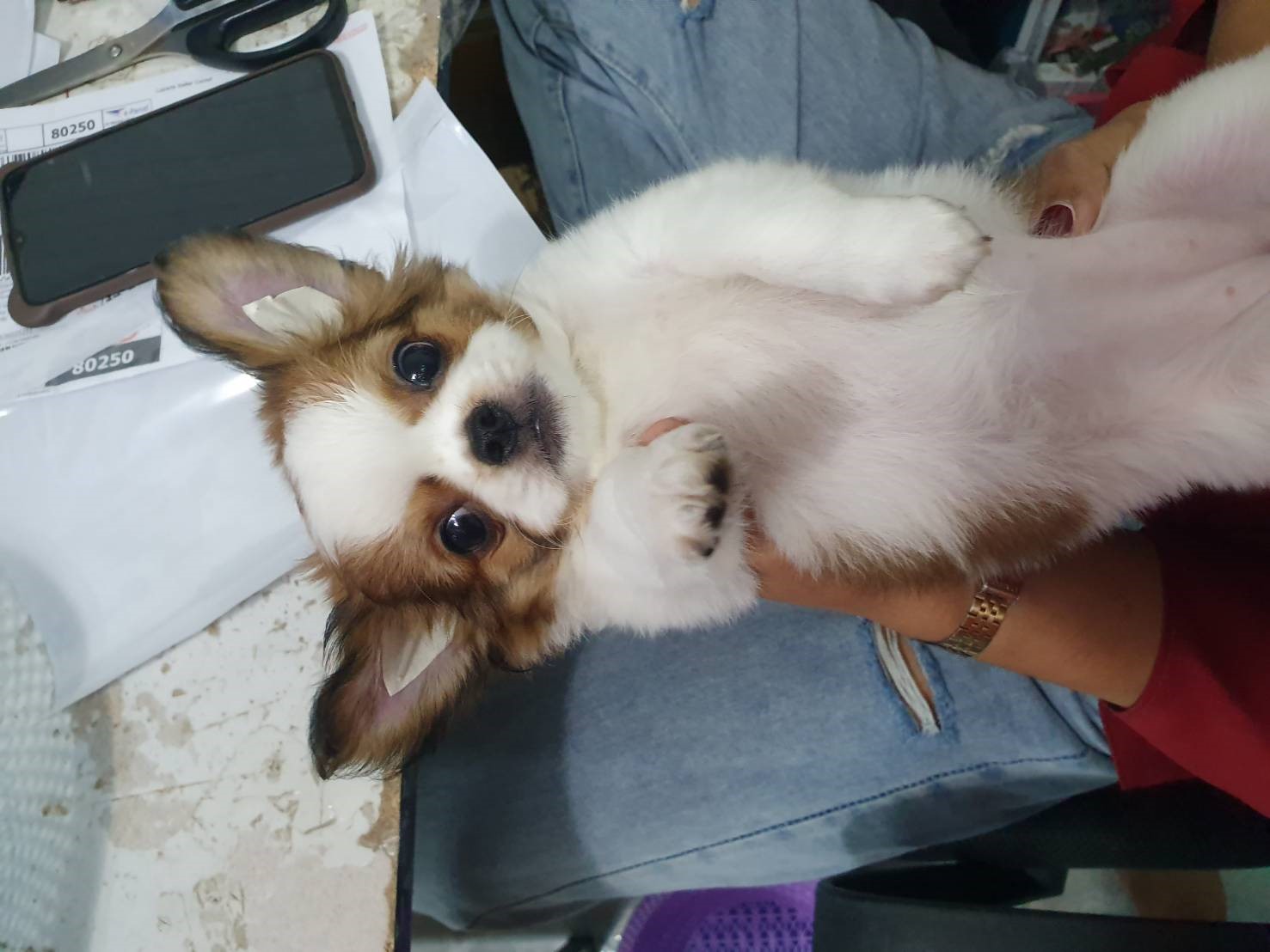 น้องคอตต้า พร้อมย้ายบ้านนะคะ เพศ ญ ค่ะ ขี้อ้อน ขี้เล่น ฉลาดมว๊ากกค่ะ