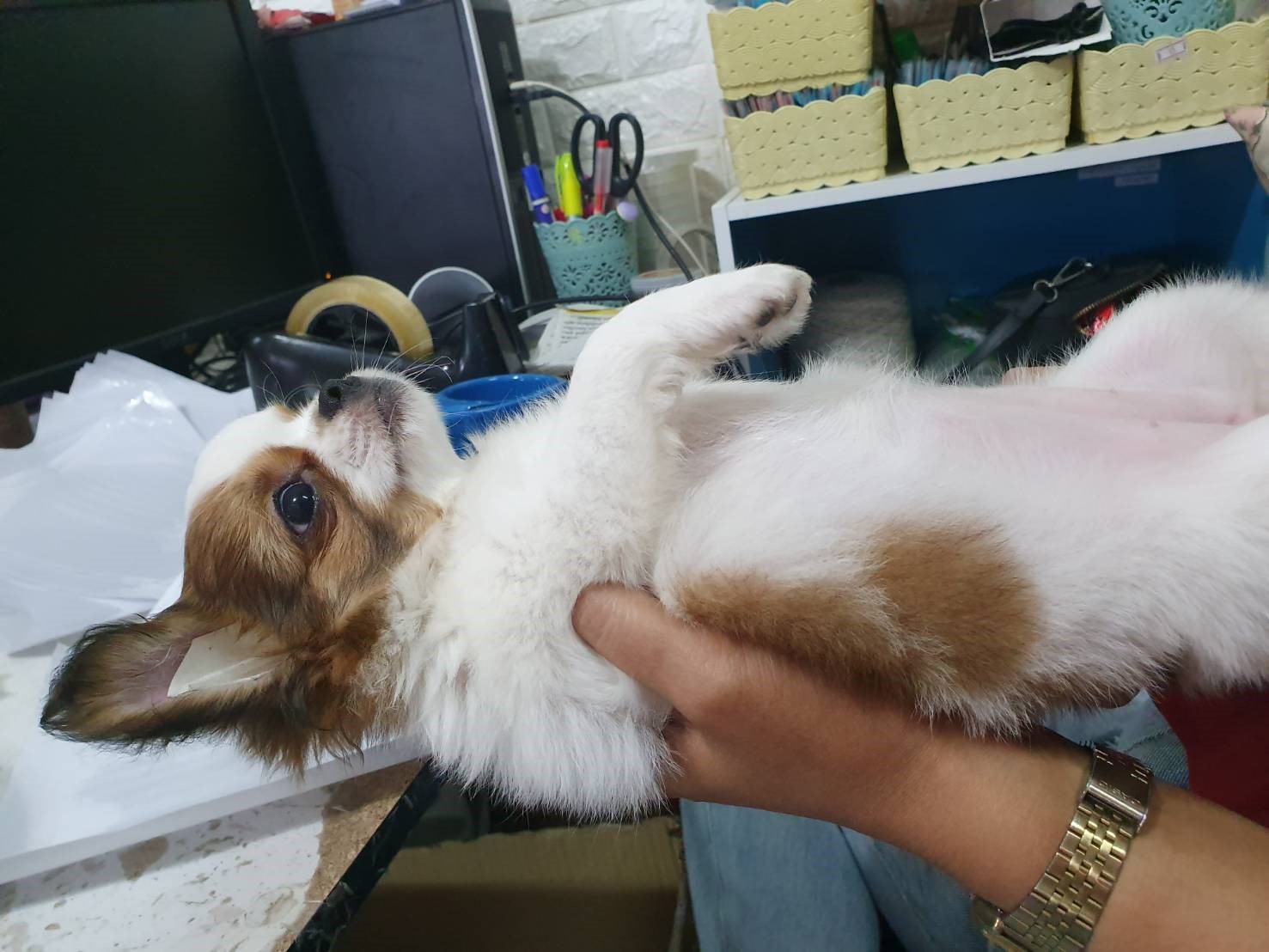 น้องคอตต้า พร้อมย้ายบ้านนะคะ เพศ ญ ค่ะ ขี้อ้อน ขี้เล่น ฉลาดมว๊ากกค่ะ