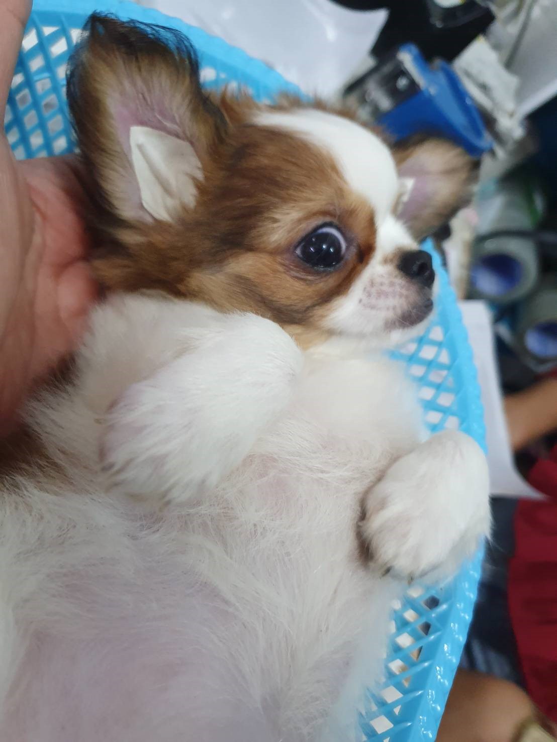 น้องคอตต้า พร้อมย้ายบ้านนะคะ เพศ ญ ค่ะ ขี้อ้อน ขี้เล่น ฉลาดมว๊ากกค่ะ