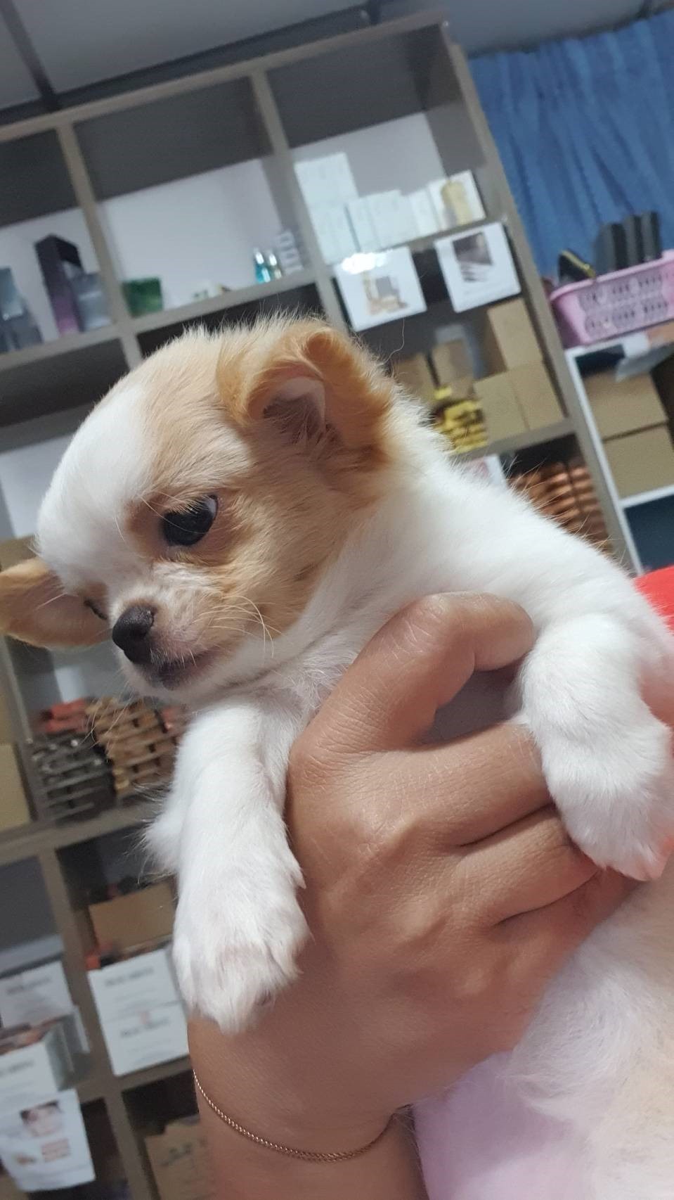 นู๋ชื่อน้องไอซ์ซิ่ง ชิวาว่า หน้าสั้น ขาสั้น ปากบวม ขนฟูๆ หมวยๆขาวๆๆ หลงรักนู๋บ้